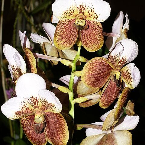 Vanda sanderiana unspecified picture