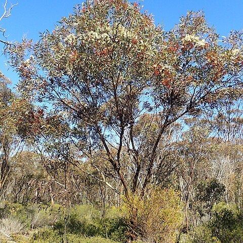 Eucalyptus extensa unspecified picture