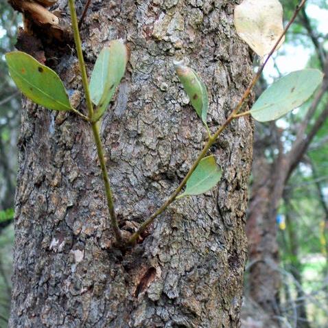 Eucalyptus squamosa unspecified picture