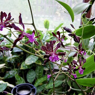 Encyclia atrorubens unspecified picture