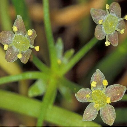 Lilaeopsis schaffneriana unspecified picture