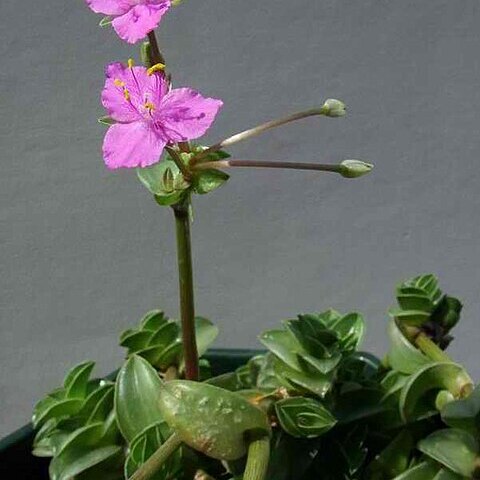 Callisia navicularis unspecified picture