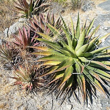 Agave kerchovei unspecified picture