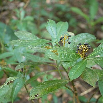 Psychotria flavida unspecified picture