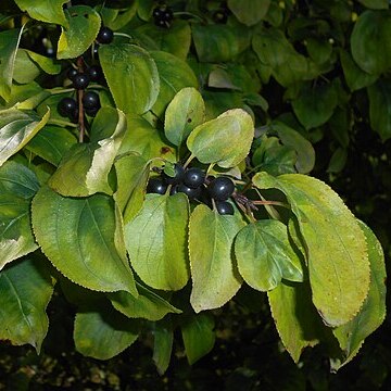 Rhamnus davurica unspecified picture