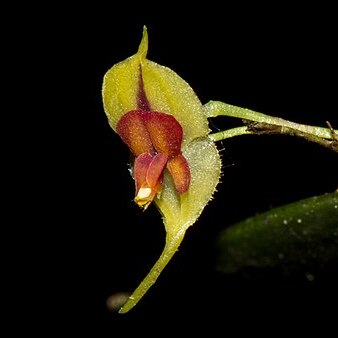 Lepanthes caloura unspecified picture