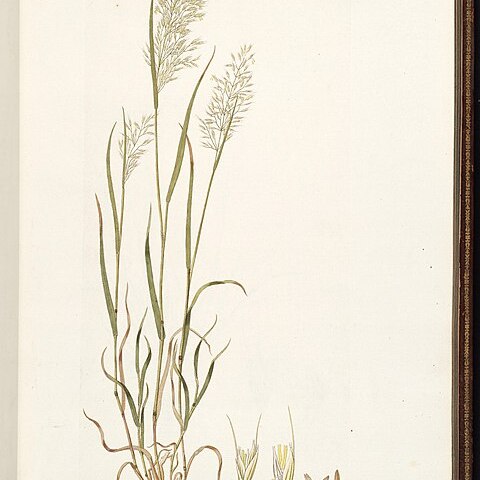 Trisetum unspecified picture