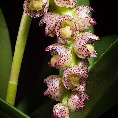 Bulbophyllum aubrevillei unspecified picture