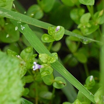 Lindernia parviflora unspecified picture