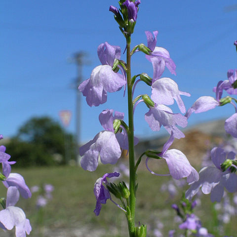 Linaria incarnata unspecified picture