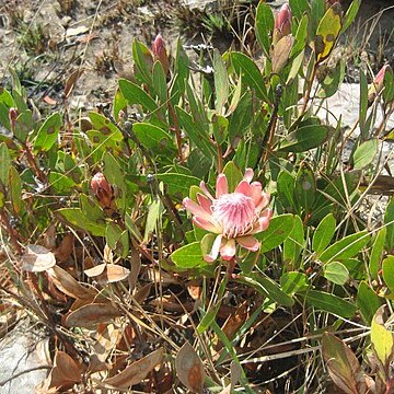 Protea wentzeliana unspecified picture