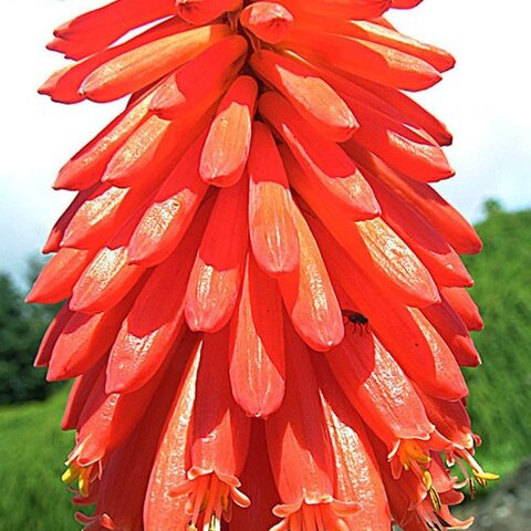 Kniphofia triangularis unspecified picture