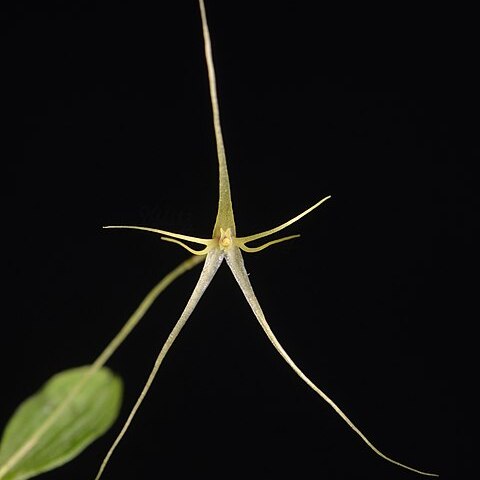 Lepanthes filamentosa unspecified picture