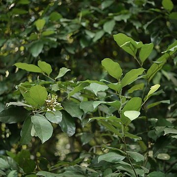 Xanthophyllum flavescens unspecified picture