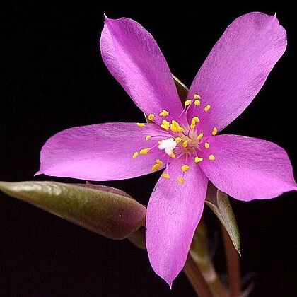 Anacampserotaceae unspecified picture