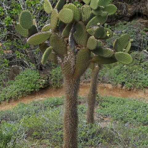 Opuntia megasperma unspecified picture