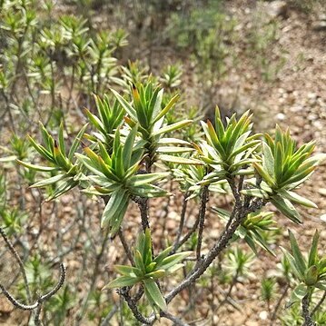 Pteronia fasciculata unspecified picture