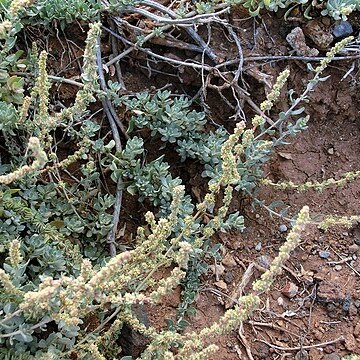 Atriplex glauca subsp. ifniensis unspecified picture