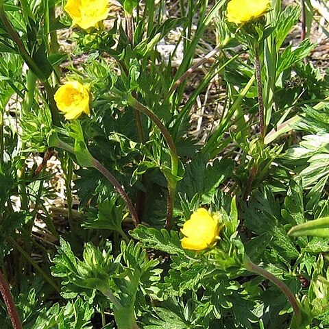 Potentilla drummondii unspecified picture