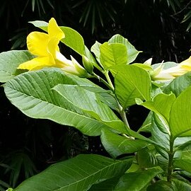 Tabernaemontana glabra unspecified picture