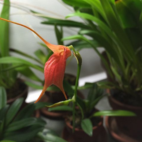 Masdevallia ingridiana unspecified picture