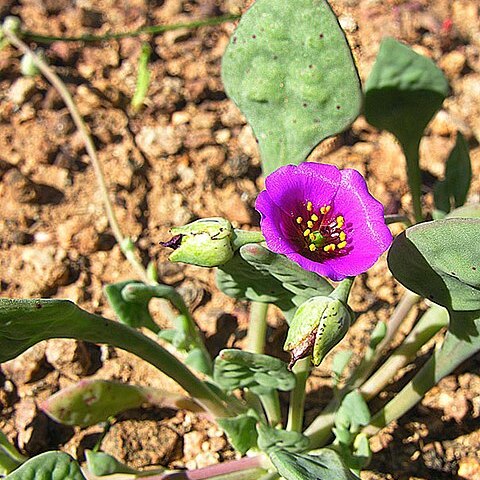 Calandrinia compressa unspecified picture