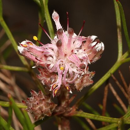 Serruria inconspicua unspecified picture