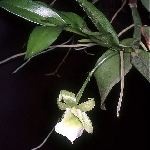 Angraecum birrimense unspecified picture