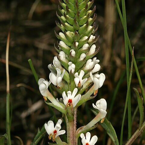 Hebenstretia comosa unspecified picture