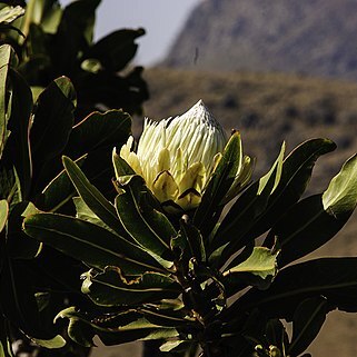 Protea comptonii unspecified picture