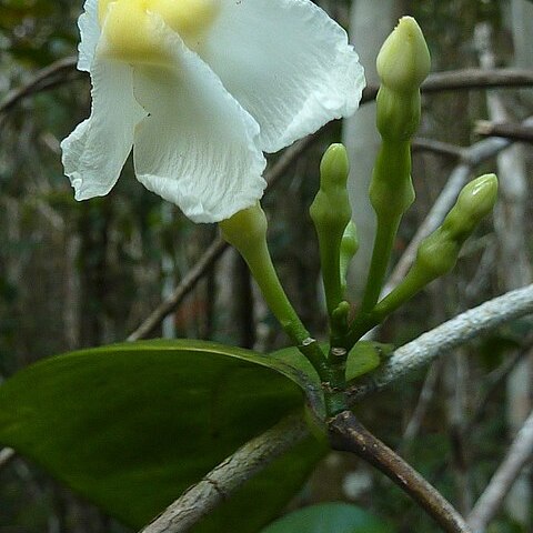 Tabernaemontana flavicans unspecified picture