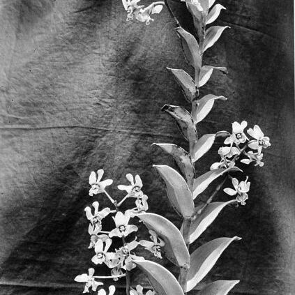 Dendrobium violaceoflavens unspecified picture