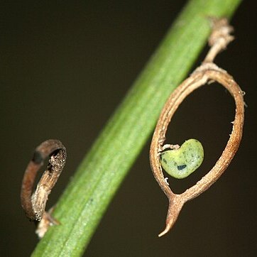 Carmichaelia arborea unspecified picture