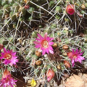 Mammillaria compressa subsp. compressa unspecified picture