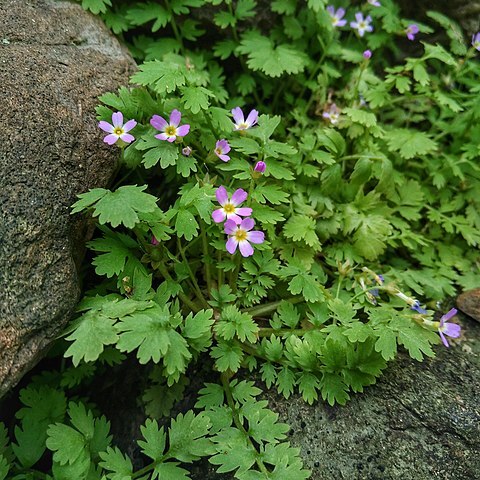 Primula cicutariifolia unspecified picture