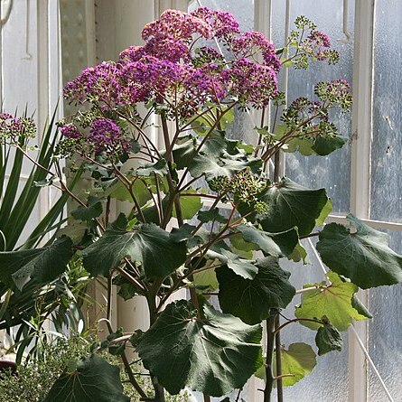 Pericallis malvifolia (l'hér.) unspecified picture