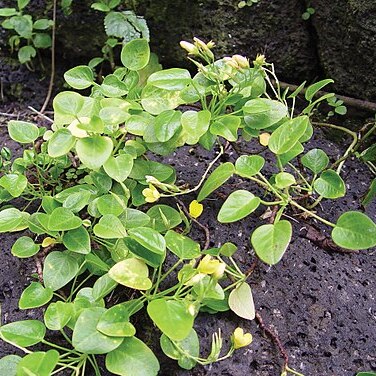 Oxalis simplicifolia unspecified picture