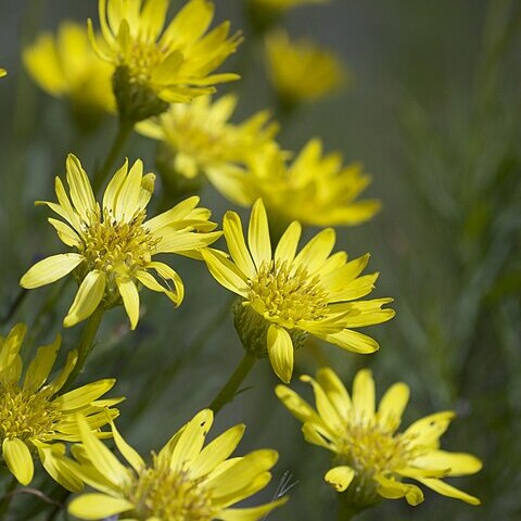 Ericameria linearifolia unspecified picture