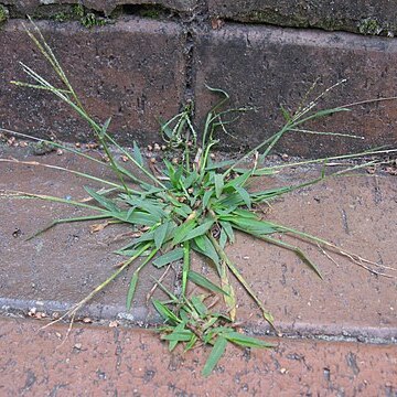 Digitaria violascens unspecified picture