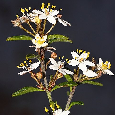 Asterolasia drummondii unspecified picture