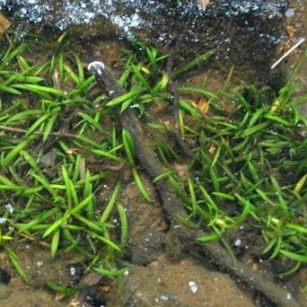 Sagittaria secundifolia unspecified picture