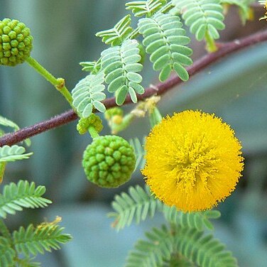 Acacia constricta unspecified picture