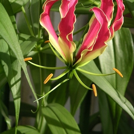 Gloriosa unspecified picture