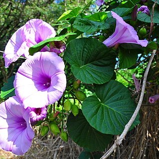 Stictocardia tiliifolia unspecified picture