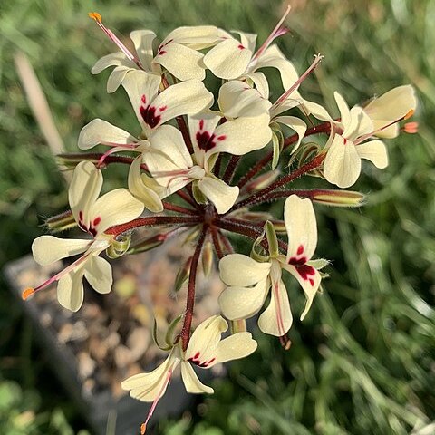 Pelargonium moniliforme unspecified picture