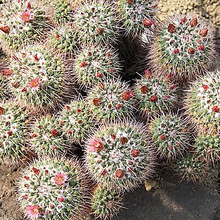 Mammillaria compressa unspecified picture