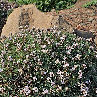 Acantholimon lycopodioides unspecified picture