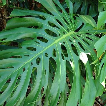 Monstera unspecified picture