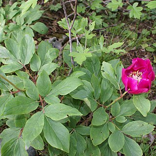 Paeonia kesrouanensis unspecified picture