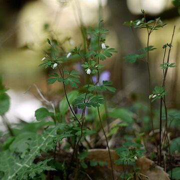 Semiaquilegia adoxoides unspecified picture